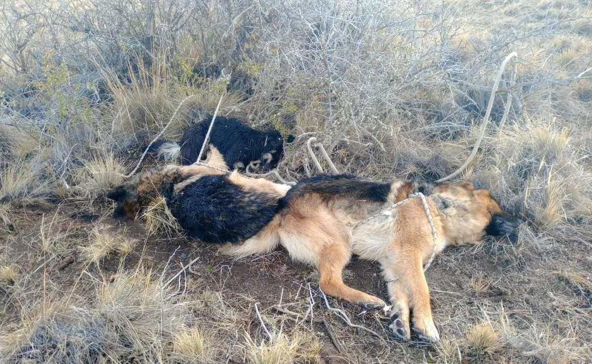 perros asesinados