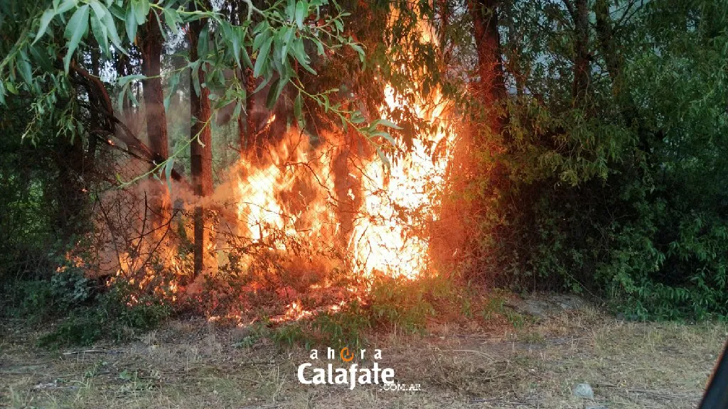 incnedio arboles1~1