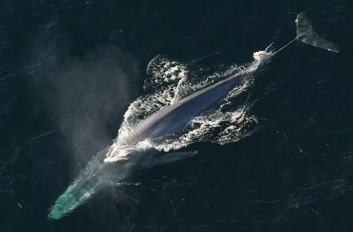 Screensh2-13 at 14-43-5ot 2026-03 Avistaron una ballena azul en Chubut por primera vez en la historia - LA NACION