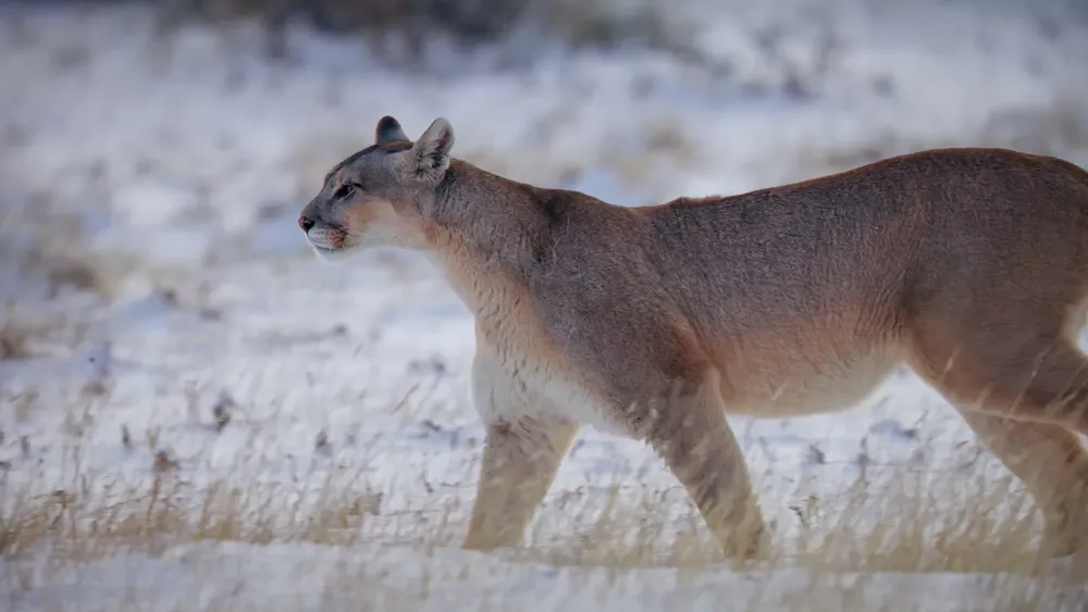 Pumas de la Estepa 1