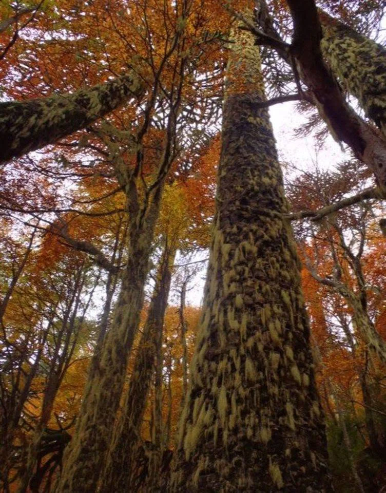 Bosque ñire
