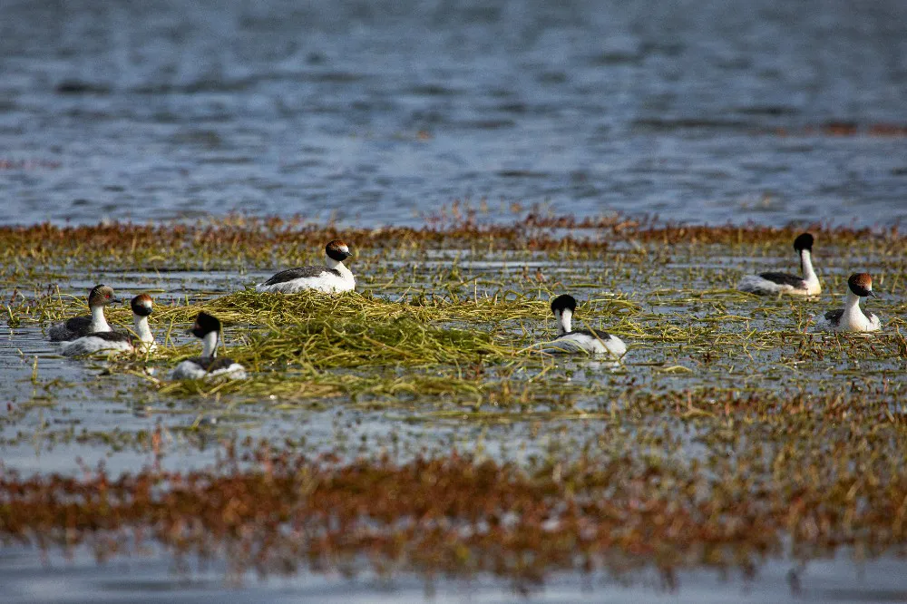 Gonzalo Pardo_Colonia Maca Tobiano (1)~1