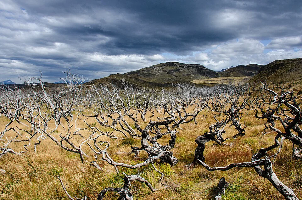 bosque quemado