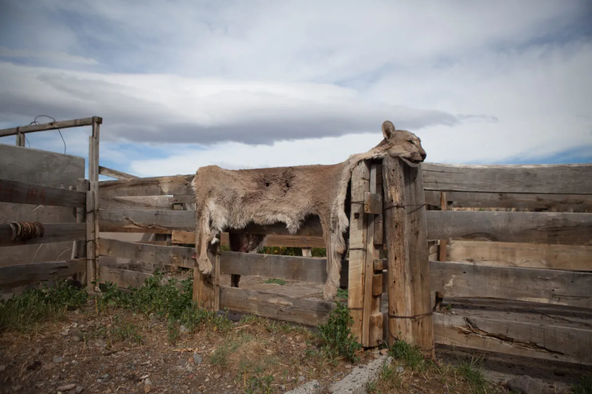 Pumas-Gonzalo-Pardo-1-1200x800