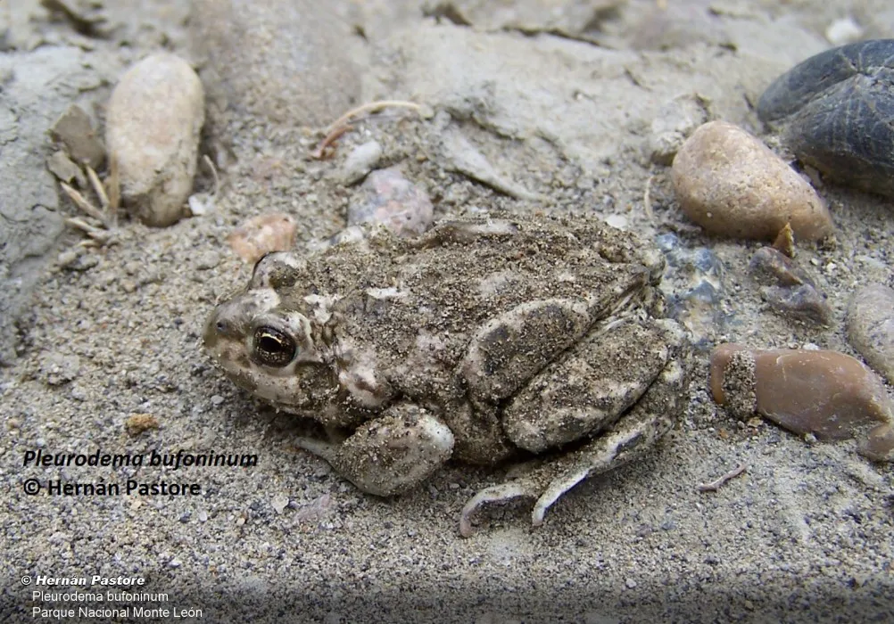 resized_20120612105611_12_07_100_Pleurodema_bufoninum_rec-700px