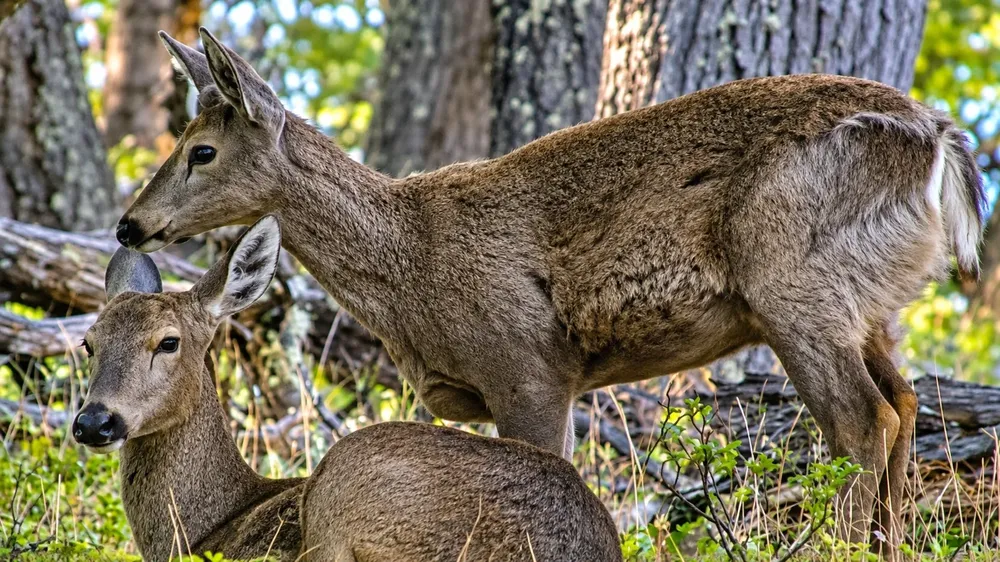 huemul