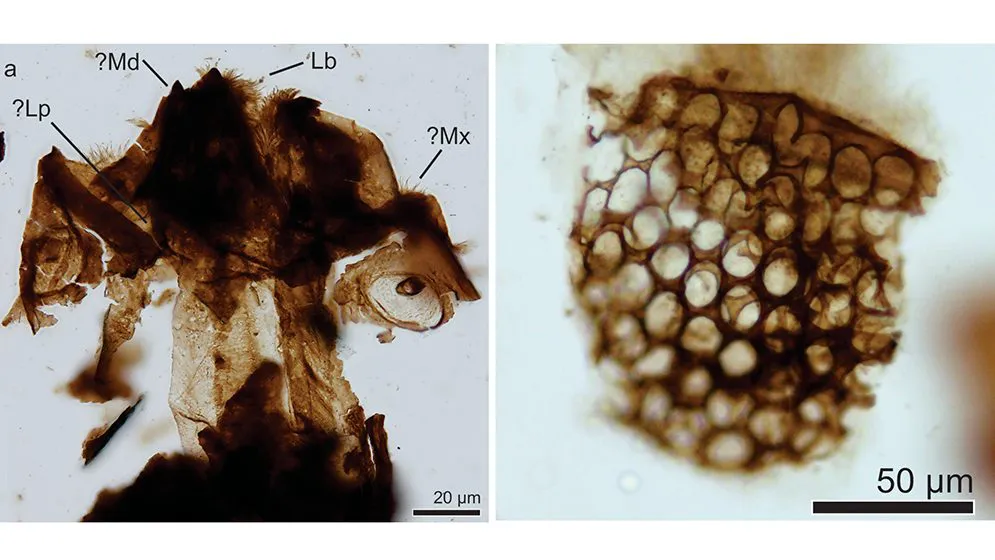 web-Figure-6-Ephemeroptera-and-arthropoda-indet