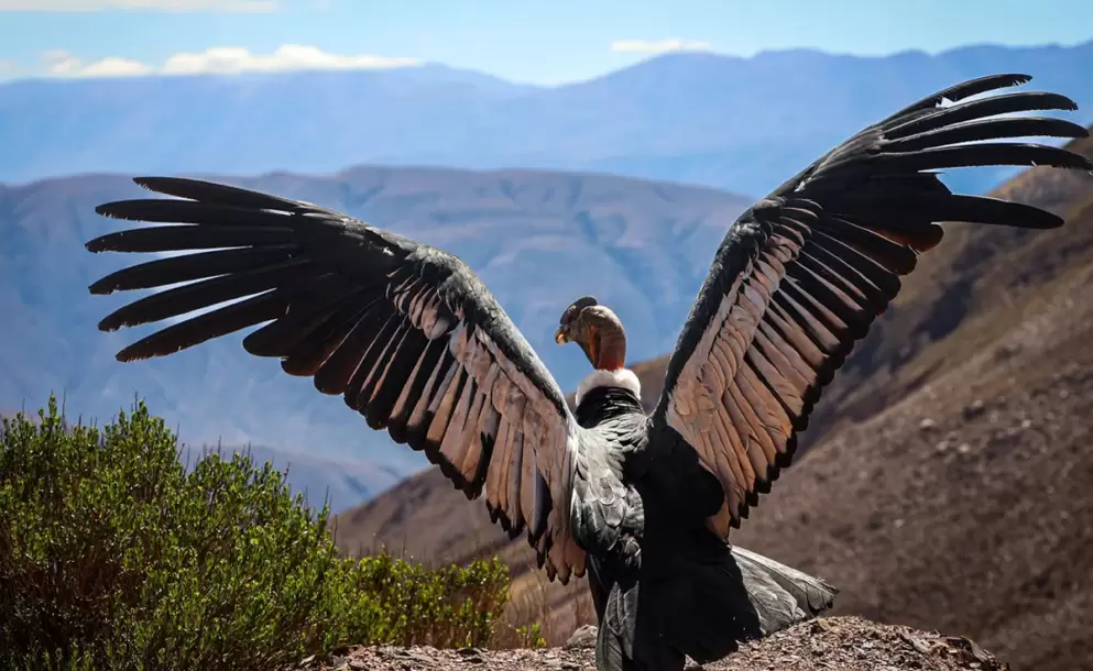 condor2