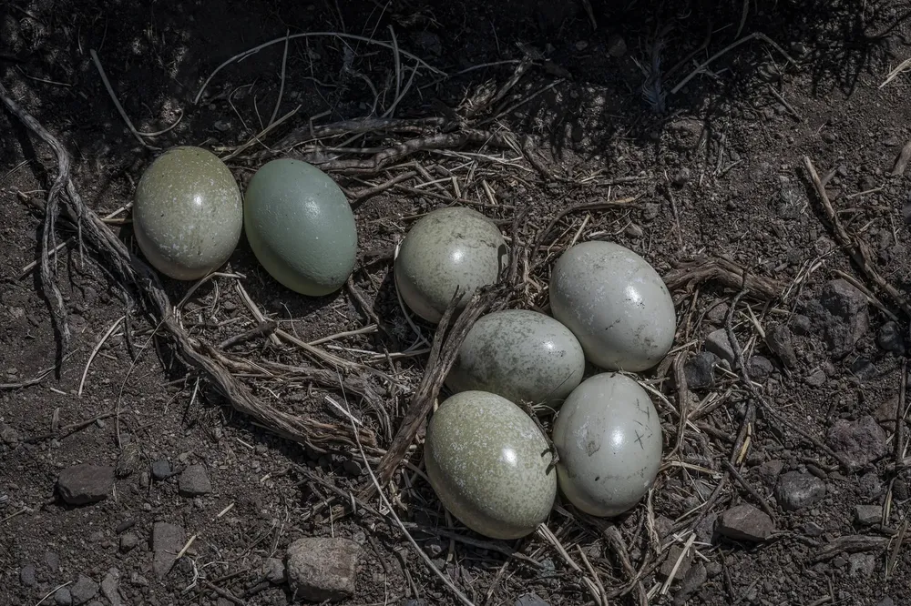 huevos choique