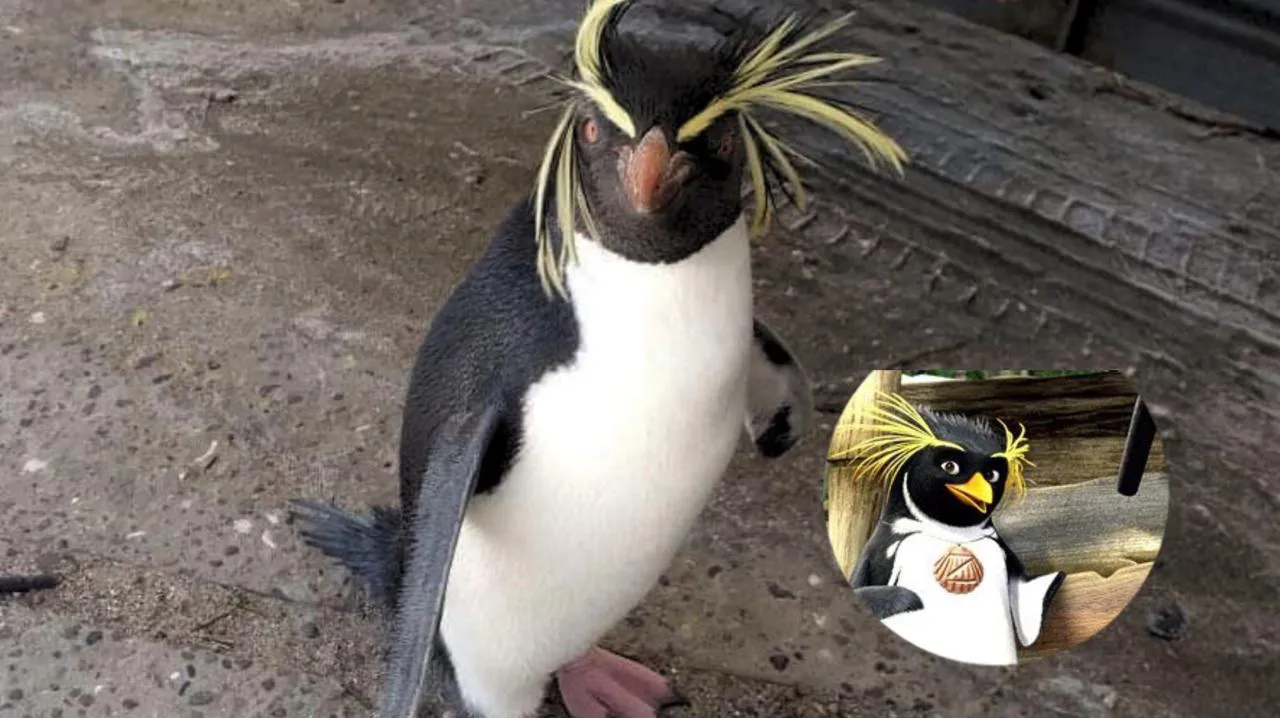 pingu