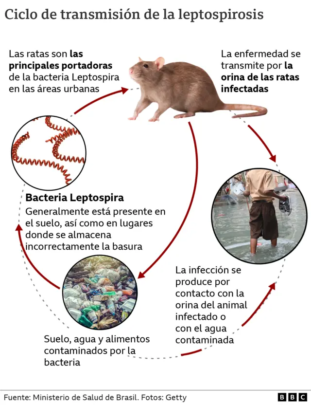Ciclo Leptospirosis