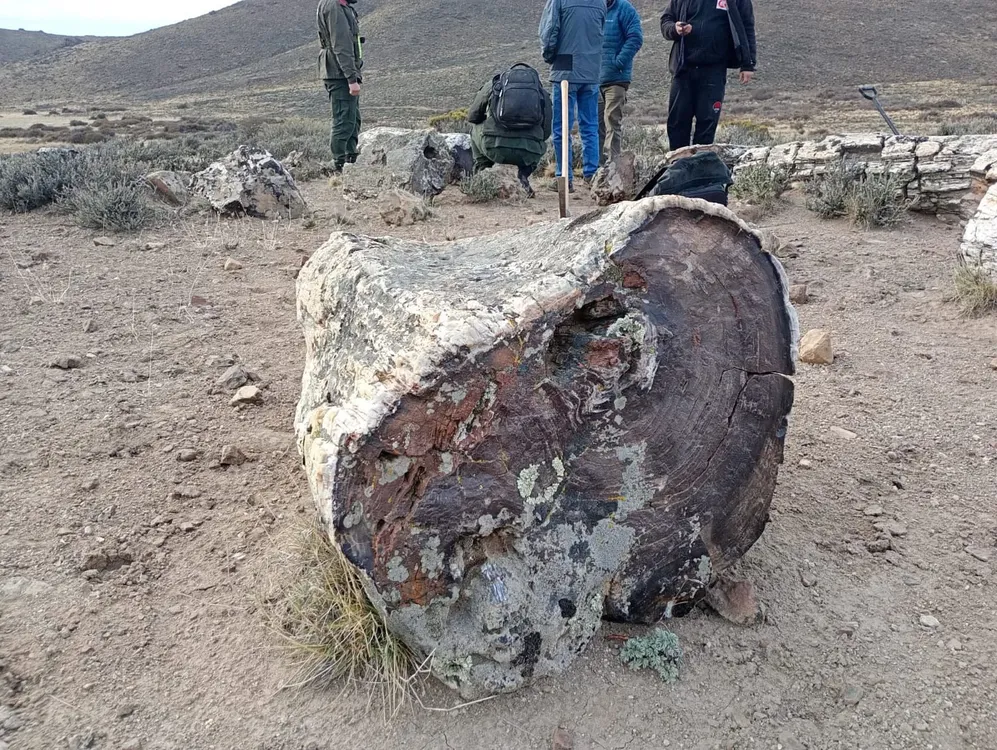 TRAOC PETRIFICADO