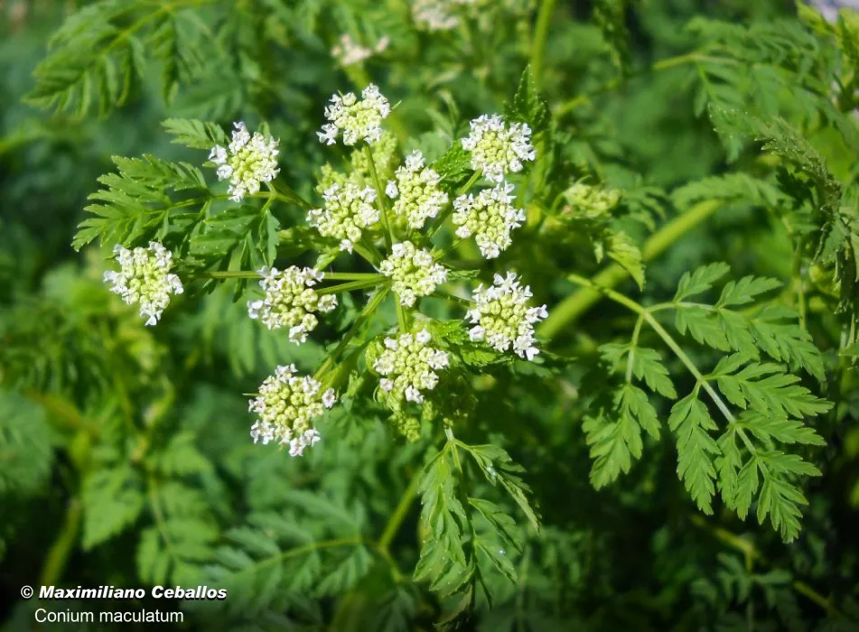 resized_24-de-septiembre_030-Large-700px