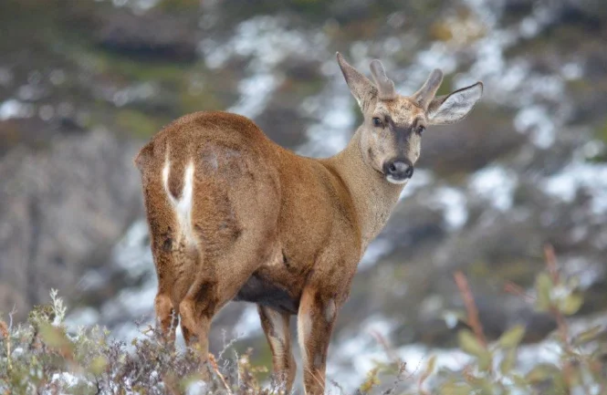 Huemul