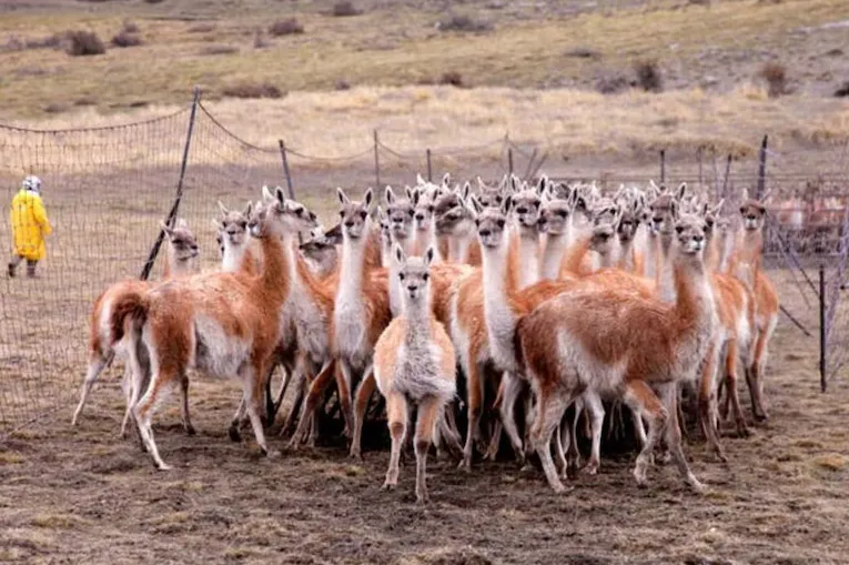 Guanacos Encierro