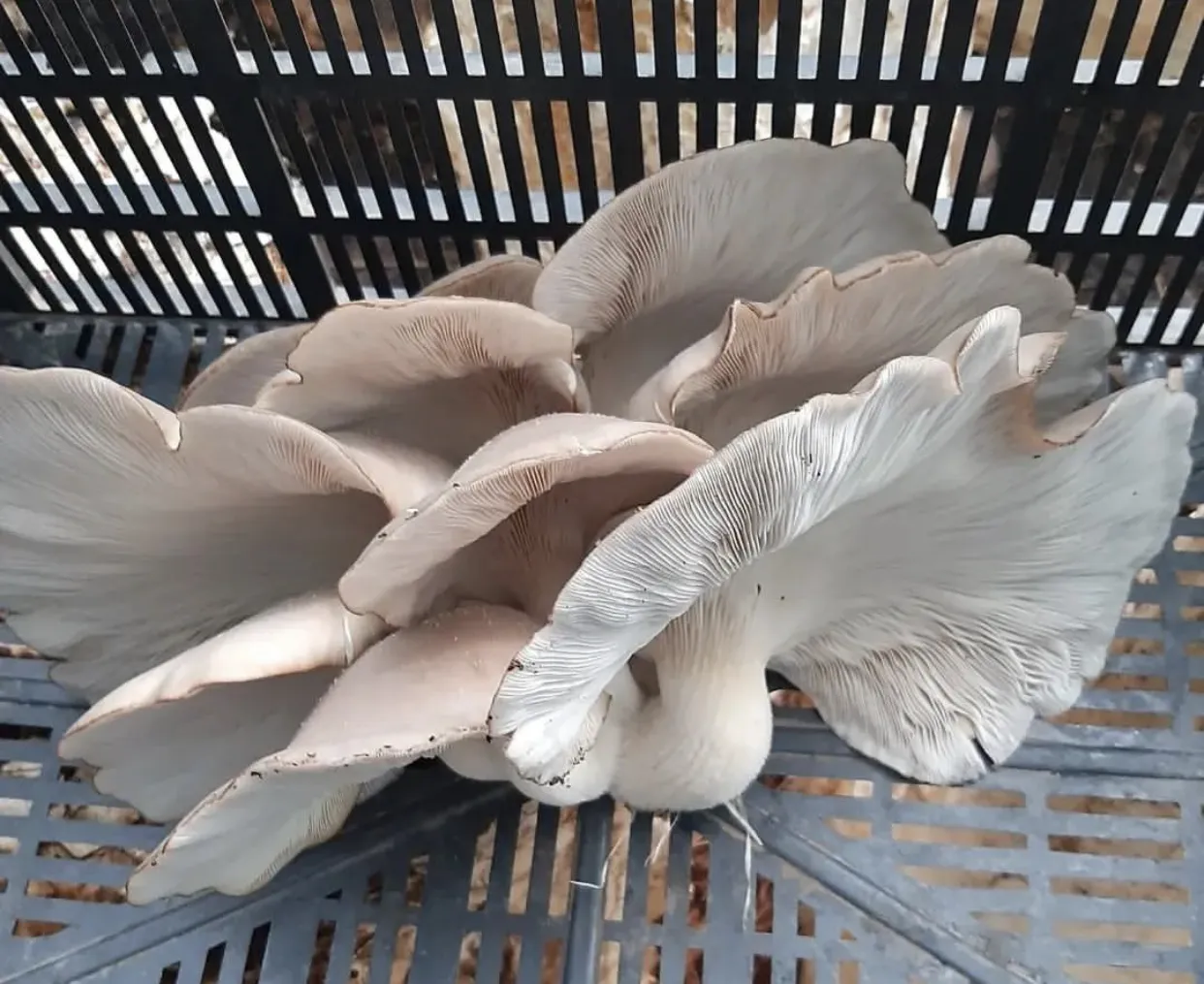 D70470E2-4111-4563-B171-7C8E50030E82