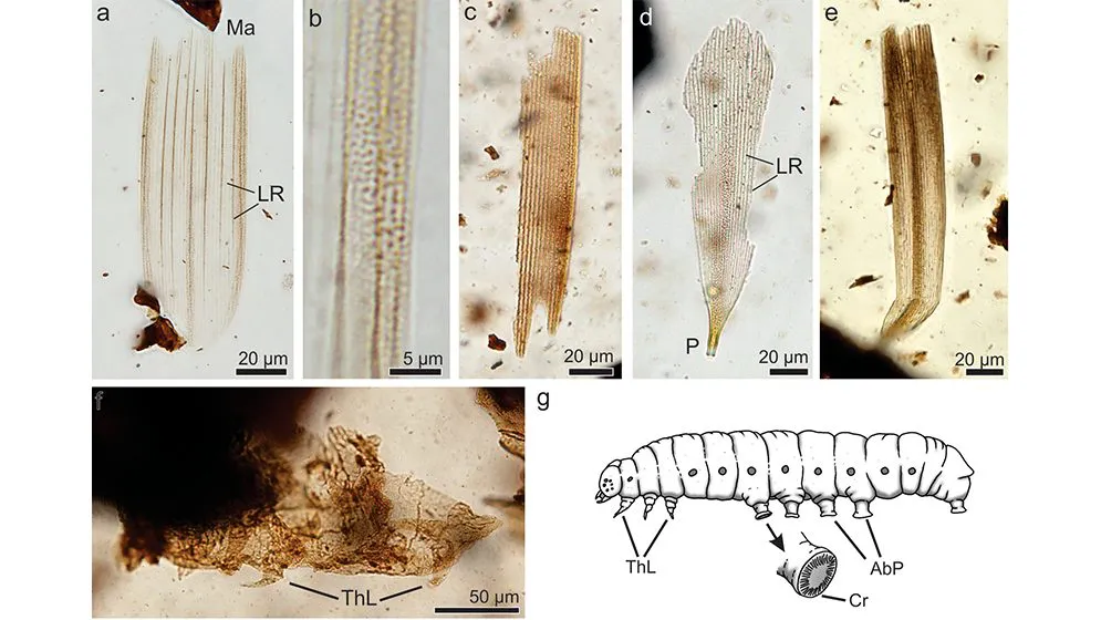 web-Figure-5-Lepidoptera