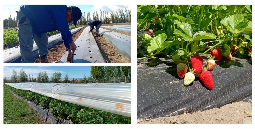 Frutillas Peritenses