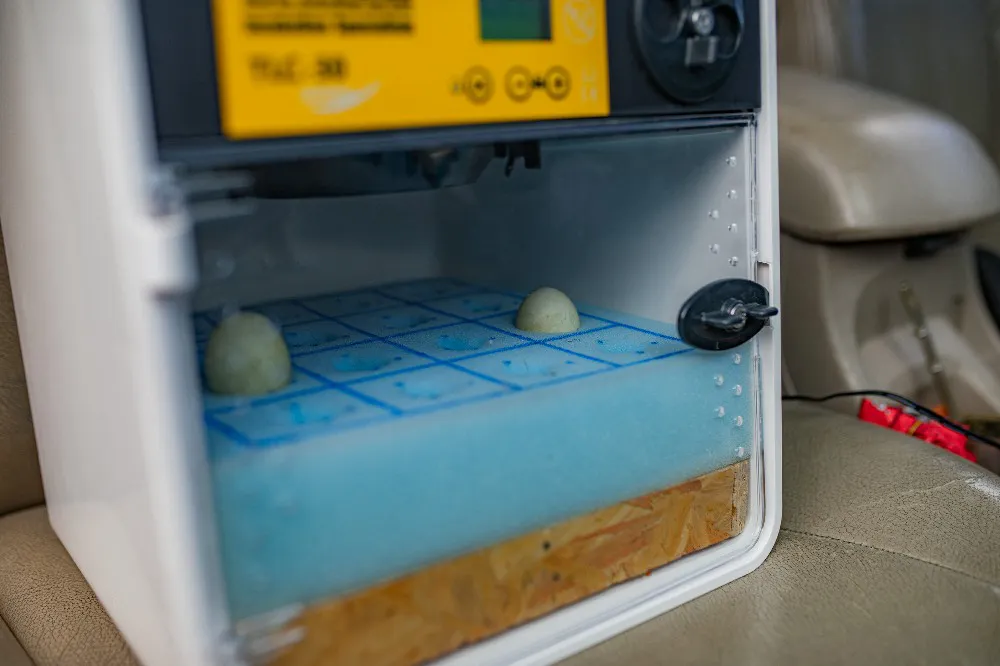 Gonzalo Pardo_Colecta de huevos (3)~1