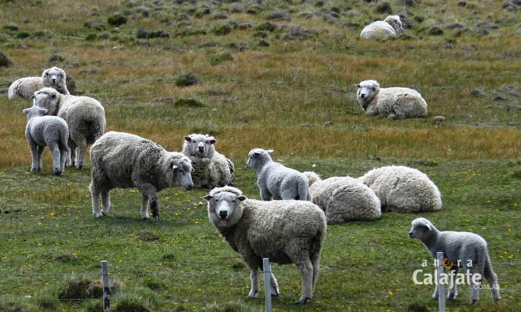 ley ovina [AUDIO FMD]