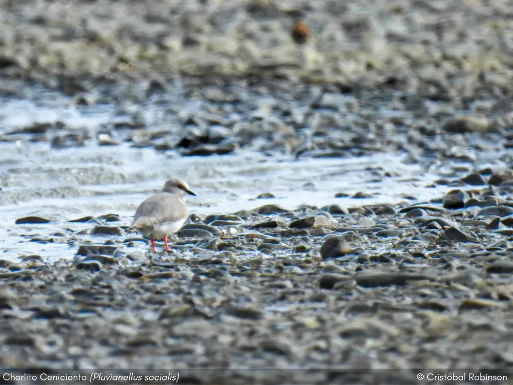 571333644_1123967919946406_5488269675830522381_n