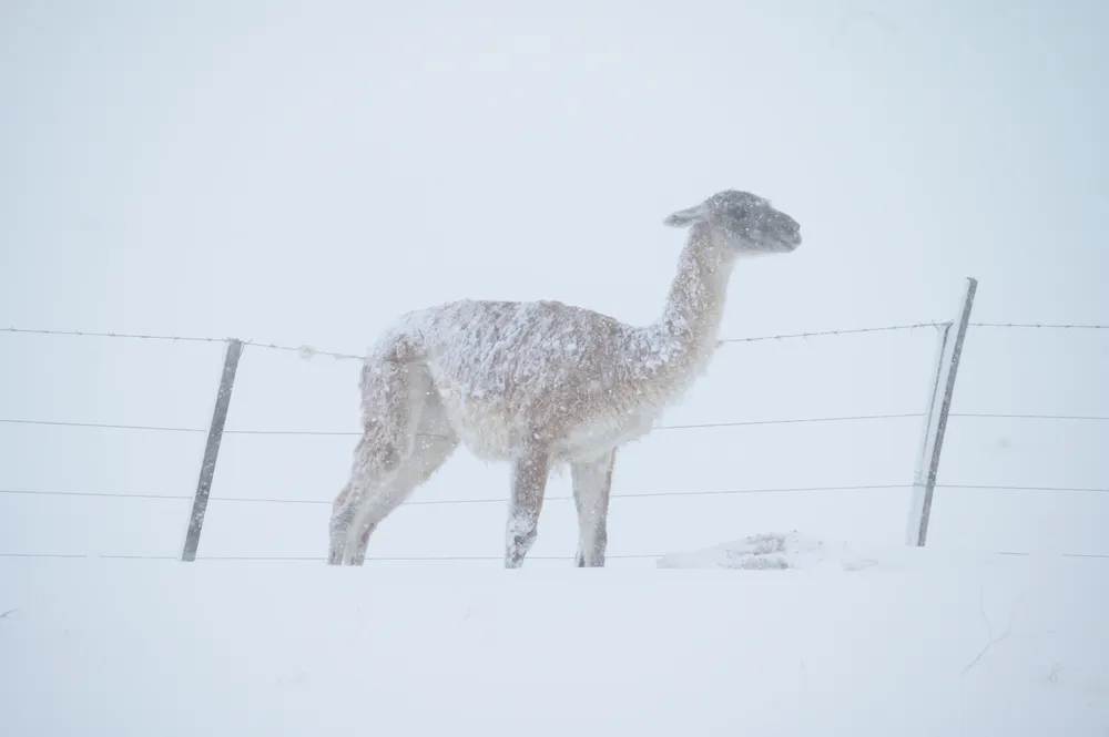 Guanacos alambrado  Junio 2024 Franco Bucci (22)