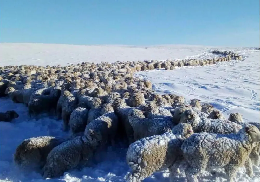 ovejas nieve