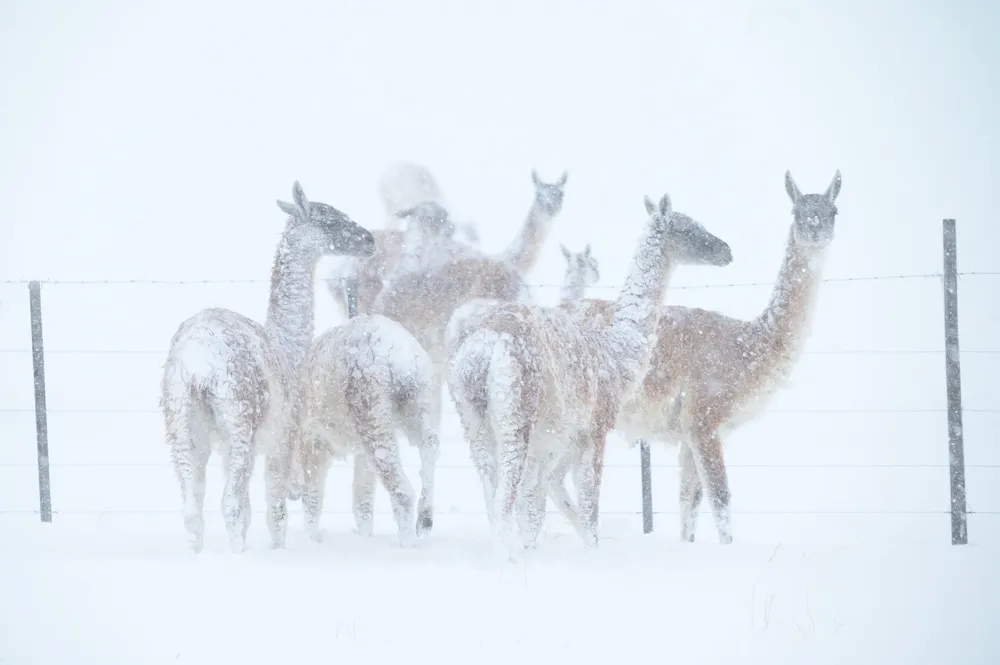 Guanacos alambrado  Junio 2024 Franco Bucci (23)~1