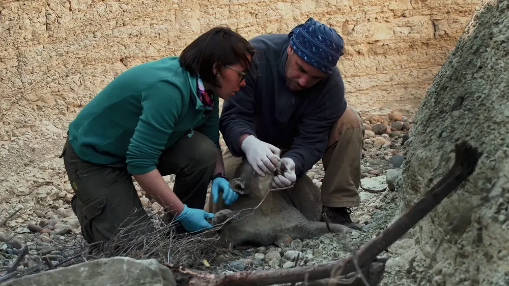 Pumas de la Estepa 8