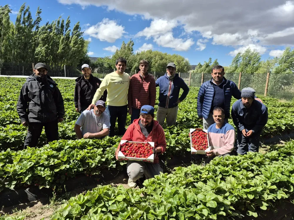 Frutillas Peritenses2