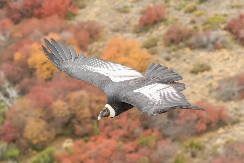 Condor_IGNAZI GONZALO~1