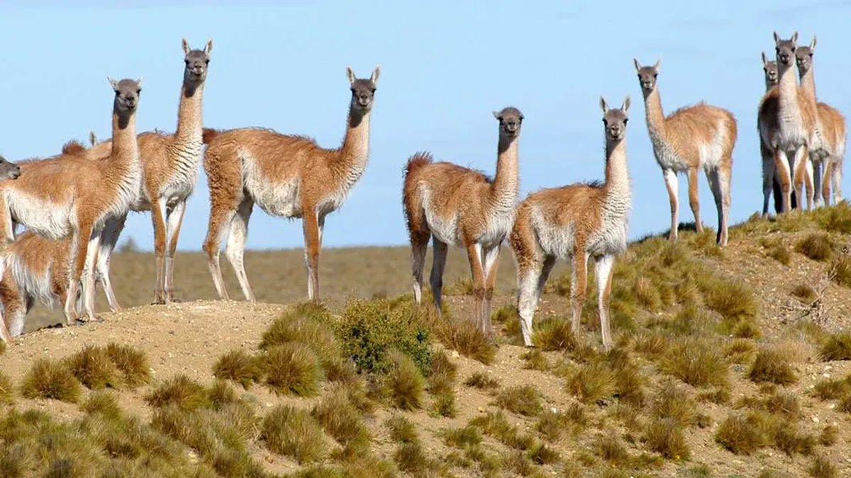 guanacos_1jpg