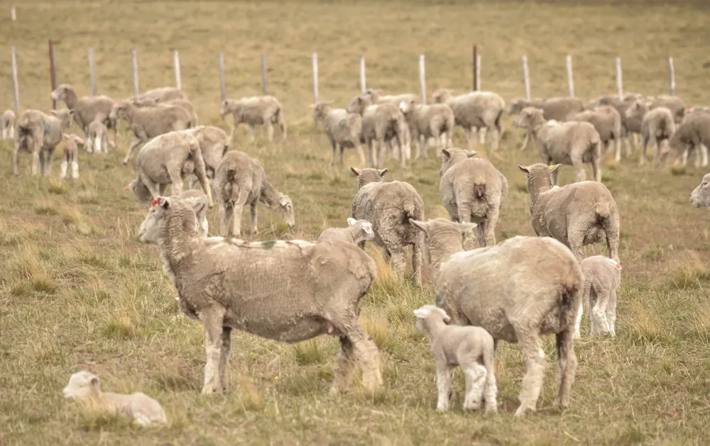 INTA Para Nota Encuesta IMPACTAR (5)