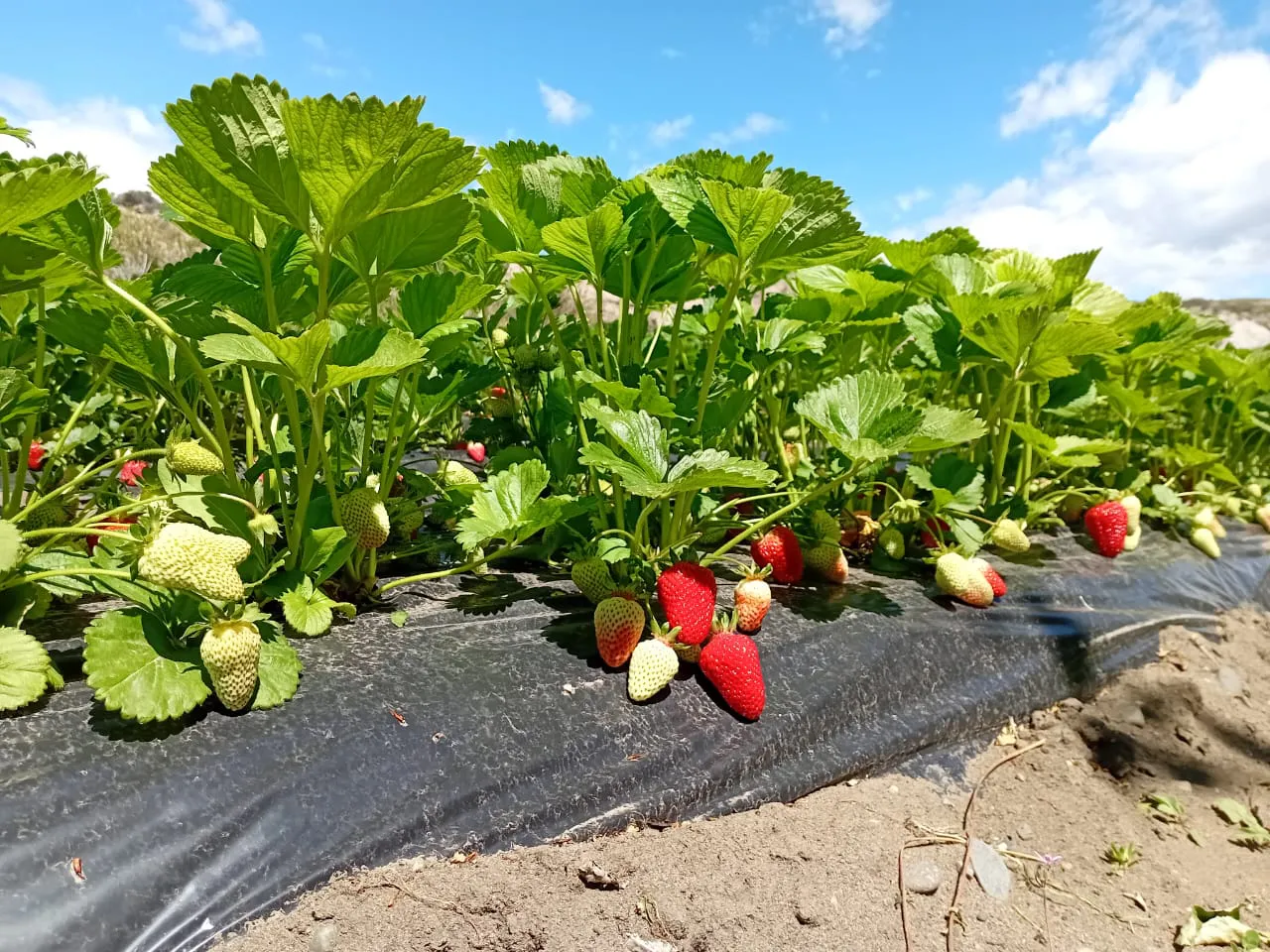 frutillas_peritomoreno_1