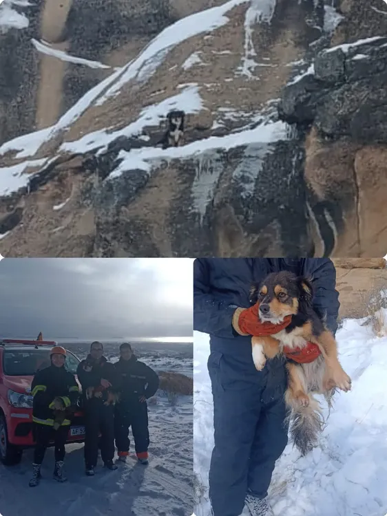 perro rescatado colage