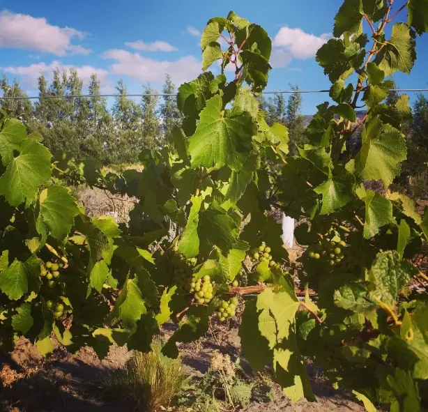 Captura de pantalla 2025-07-13 115153