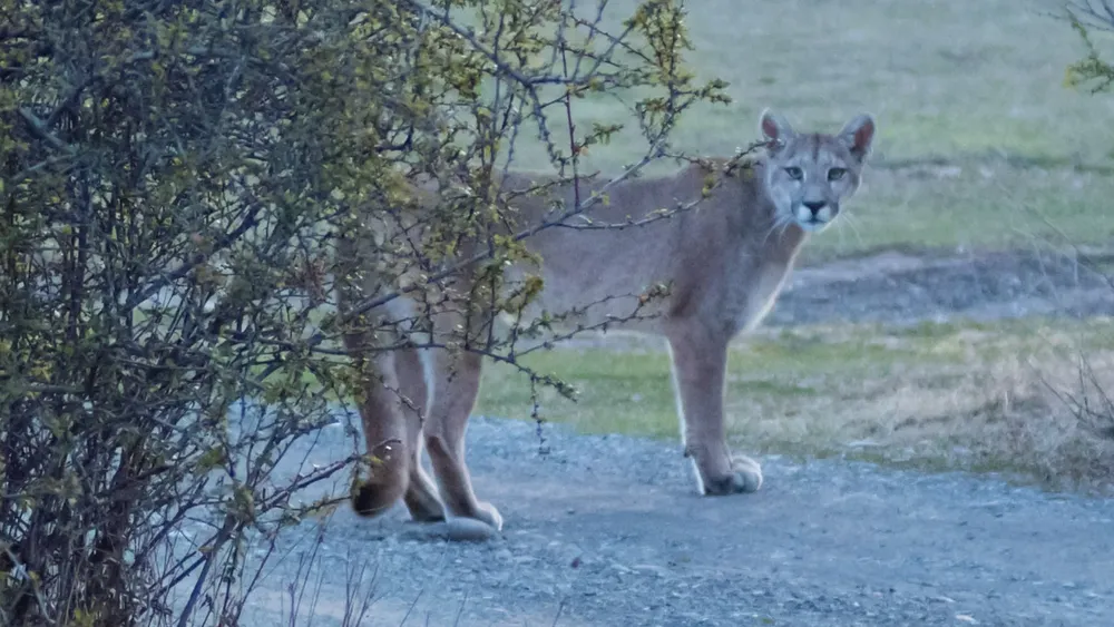 Puma avistamiento