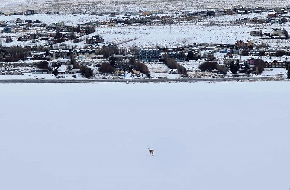 guanaco Bahia redonda