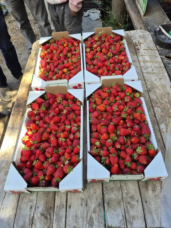 Frutillas Peritenses1