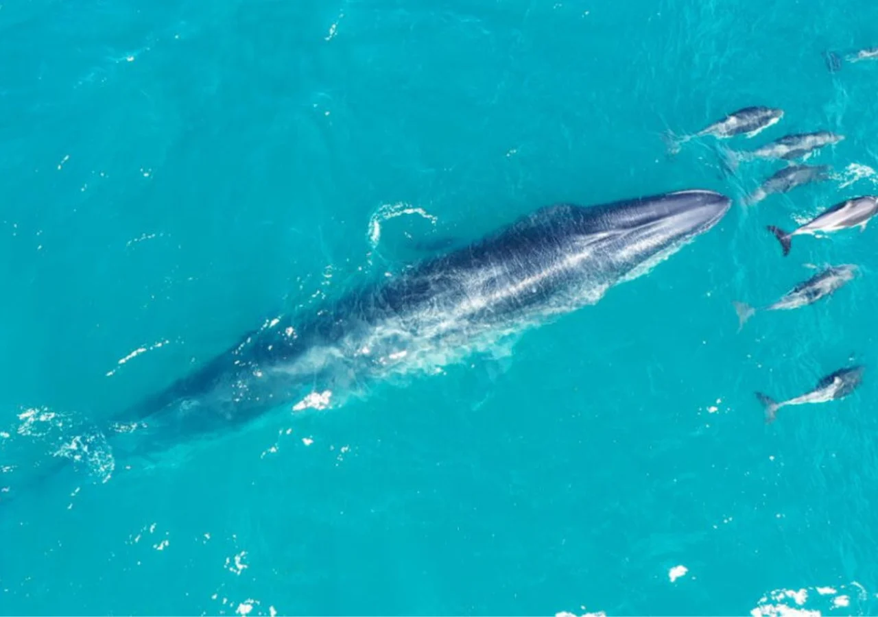 ballena Sei 2