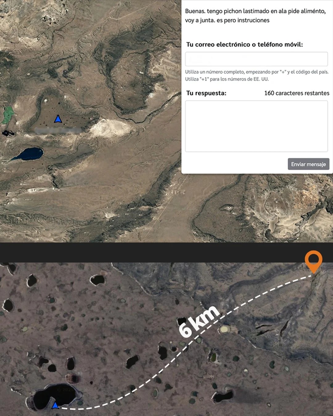 ¡Rescatamos un pichón de Macá Tobiano en la colonia de la meseta del Asador!El protocolo se activó a las 14-30 cuando recibimos el mensaje satelital del guardián de colonia @maximinuetEn su mensaje daba av (1)
