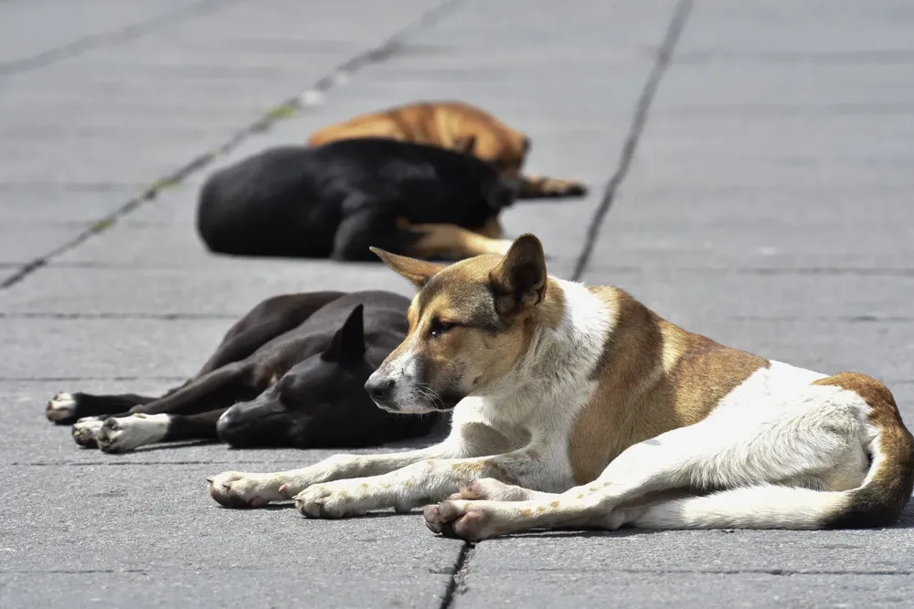 perros