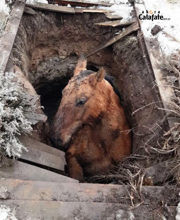 rescate Caballo 1 [AUDIO FMD]