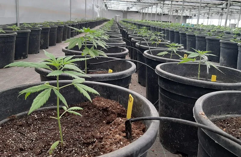 cannabis-1