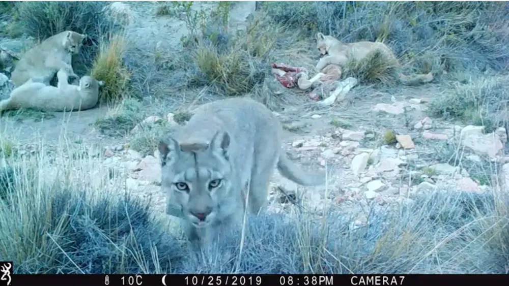 Cámaras trampa en Parque Patagonia - crédito Rewilding Argentina 6.jpeg
