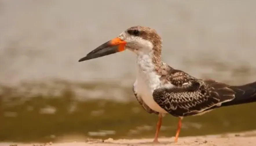 Captura de pantalla 2026-01-31 231754