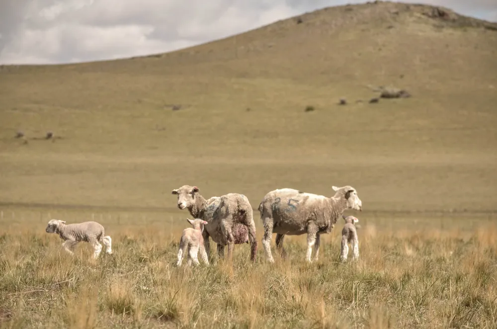 INTA Para Nota Encuesta IMPACTAR (1)