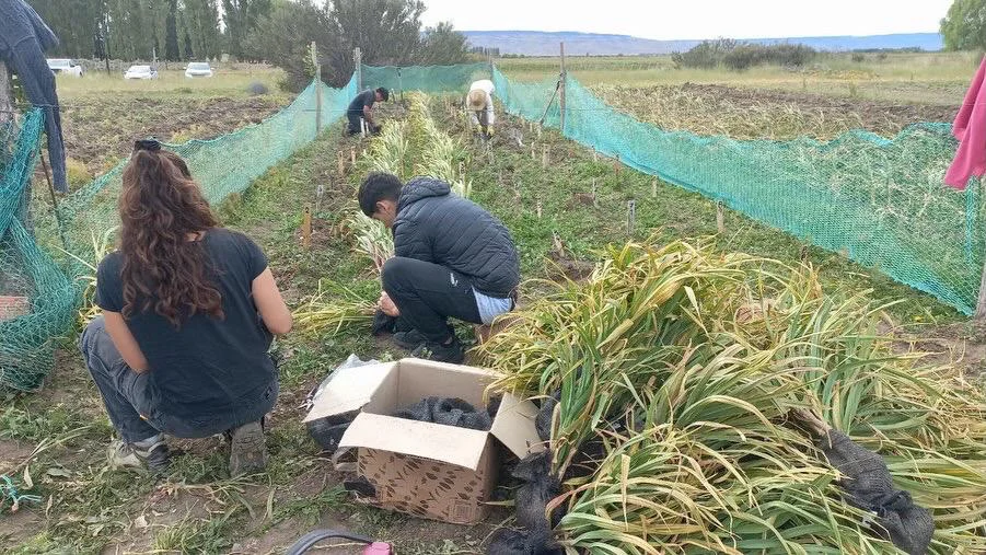 Seleccion_Ajo_GGregores1_1