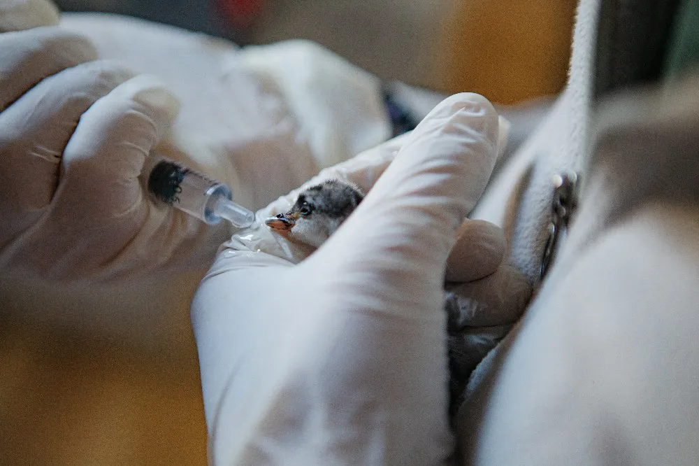 Gonzalo Pardo_Recria Maca Tobiano (4)~1