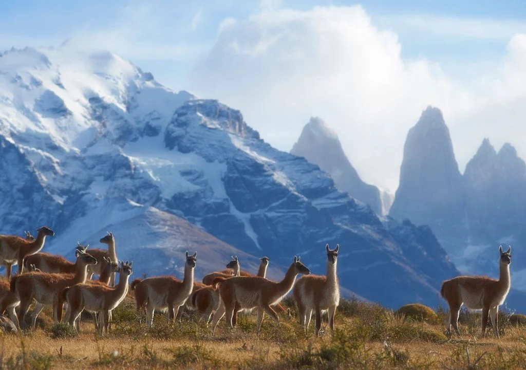 el-camelido-que-siembra-el-desierto-como-el-guanaco-es-un-ingeniero-ecosistemico-clave-para-la-patagonia-1766275870229_1024
